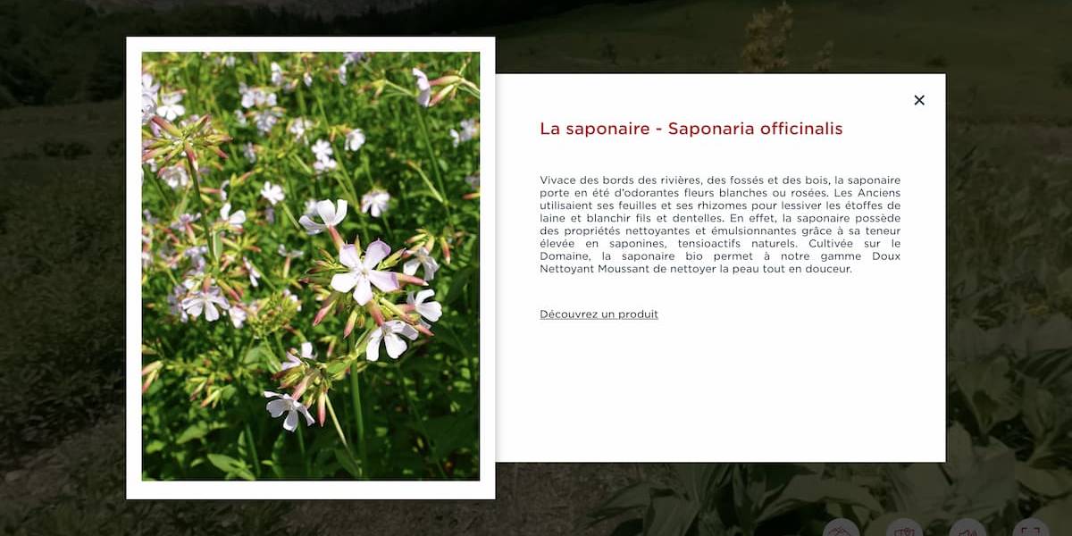 Saponaire_Domaine Clarins